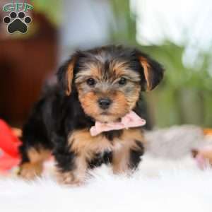 Millie, Yorkie Puppy